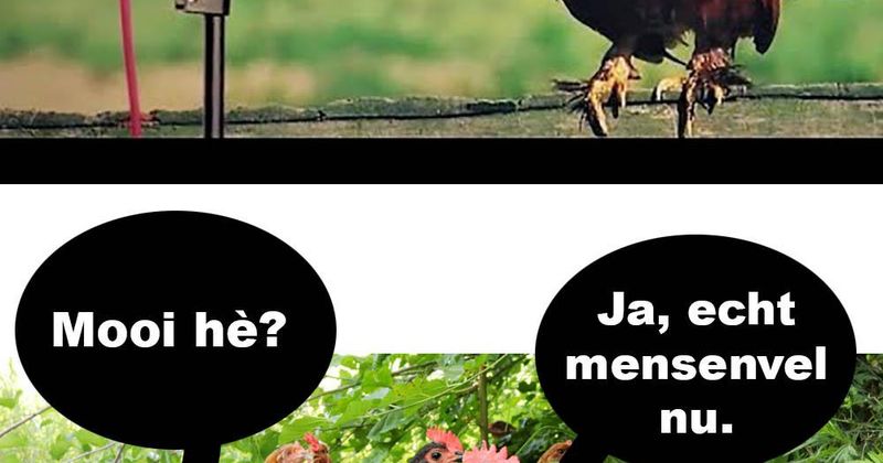 Mooi lied