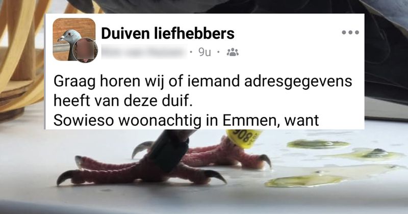 Heeft iemand uit Emmen misschien de adresgegevens van deze duif? Hij is een beetje stout geweest...