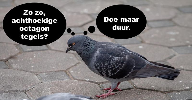 Dit is wat er de hele dag omgaat in het hoofd van een duif (15 hersenspinsels)