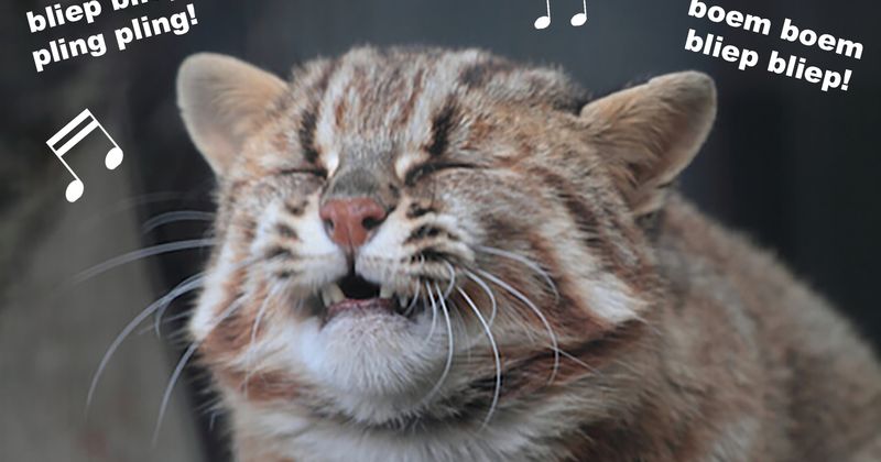 5 dingen die katten het allerkutst vinden aan het Amsterdam Dance Event