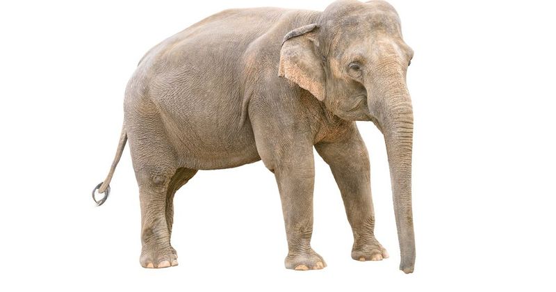 5 redenen waarom je beter geen olifant als huisdier kunt nemen