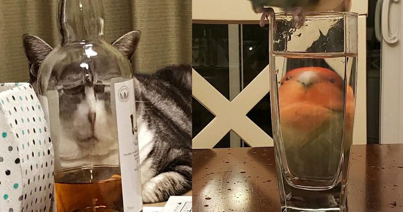 Hier 13 dierengezichten door een glas omdat dat lachen is