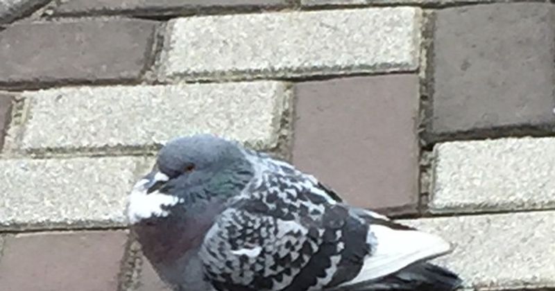 Hoi ik heb geen nek doei
