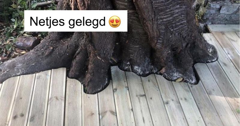 22 dingen die wel heel dicht in de buurt komen van pure perfectie