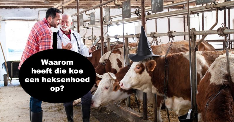 Waarom heeft deze koe een heksenhoed op?