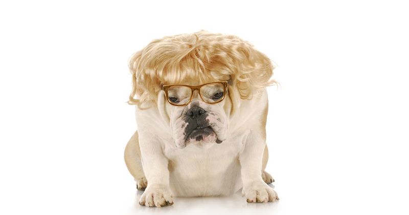 De 7 allergrootste nadelen van een hond als moeder hebben