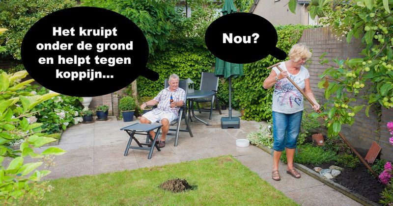 Raadsel: Het kruipt onder de grond en helpt tegen de koppijn... (10 screens)