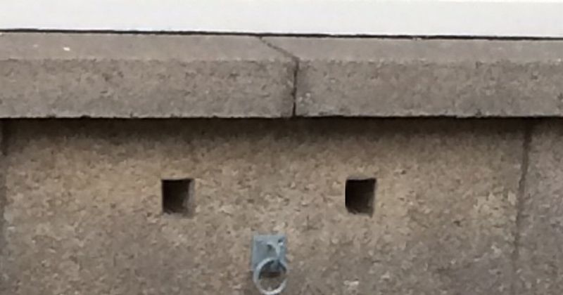 Haha deze muur heeft een neuspiercing en is bladeren aan het eten