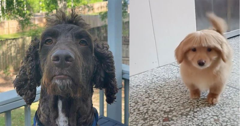15 honden met best wel menselijke kapsels