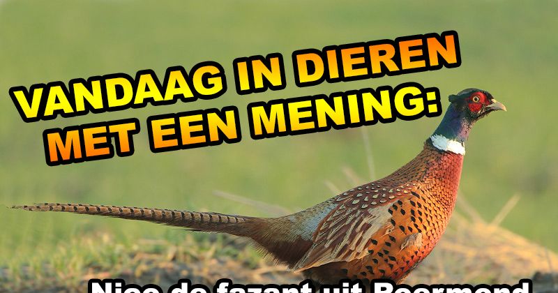 Dieren met een mening