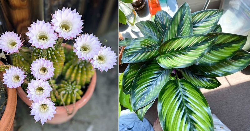 24 bloemen en planten die zo perfect zijn dat het wel gefotoshopt lijkt