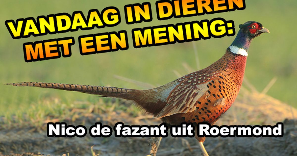 Dieren met een mening | Kakhiel