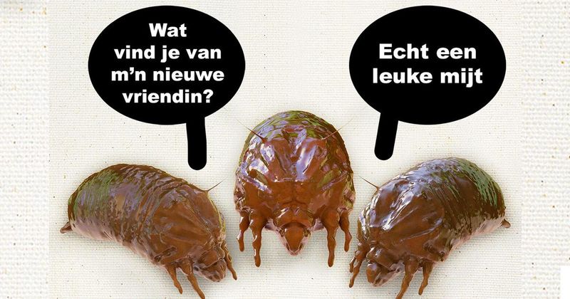 12 vet domme grappen om de week mee doormidden te hakken