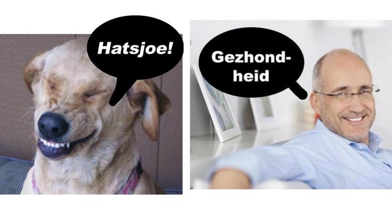 19 grappen met huisdieren om doorheen te scrollen tijdens je koffiepauze