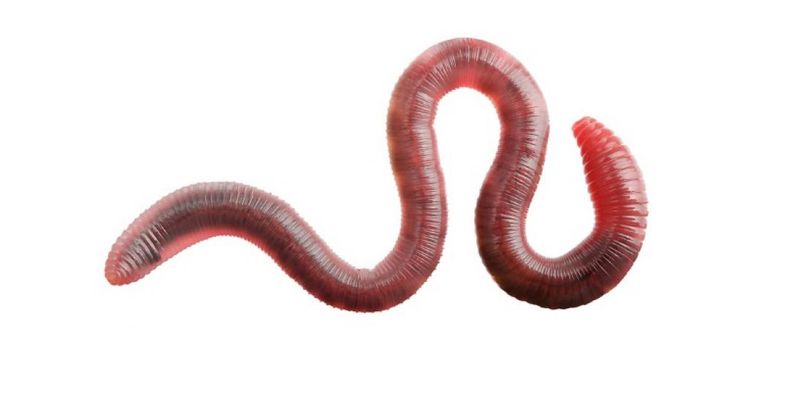 5 dingen waar wormen echt extreem slecht in zijn