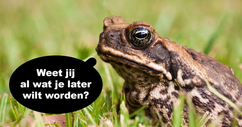 Hier een lekker luchtig gesprek tussen een stier en een pad omdat het veel te warm is om na te denken vandaag (6 screens)