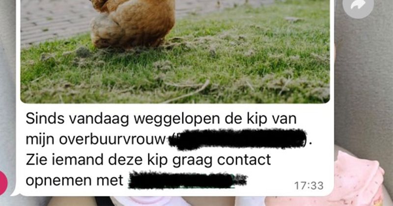 Dit grapje over een vermiste kip werd helaas niet echt gewaardeerd in deze buurt-appgroep (3 screens)