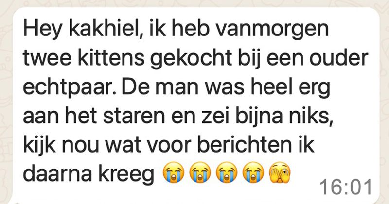 Vrouw koopt twee kittens bij een ouder echtpaar en ontvangt een paar uur later deze bizarre berichten van de man die weer 'aan het flirten geslagen' is (4 screens)