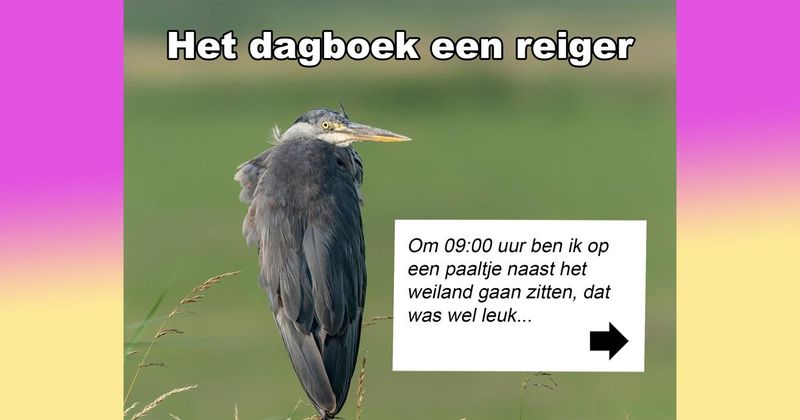 Het dagboek van een reiger (10 screens)