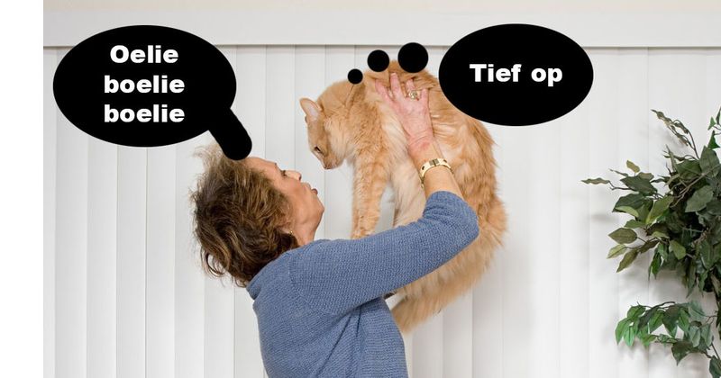 10 dingen die katten echt vet kut vinden