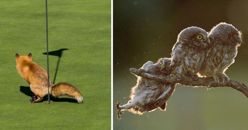 De 12 meest debiele natuurfoto's van 2017