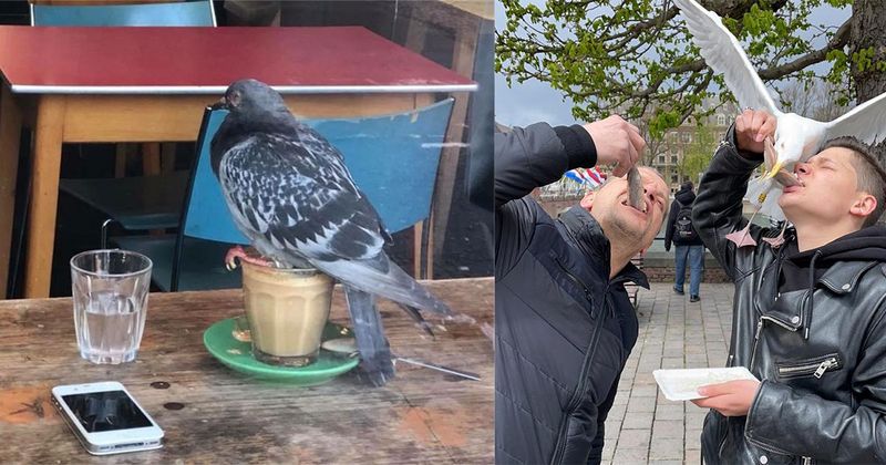 23 vogels die misschien even normaal moeten doen