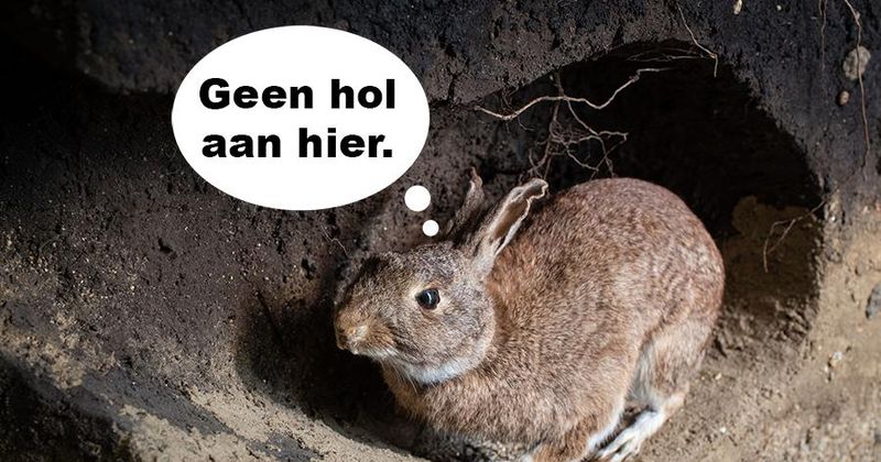 Saai