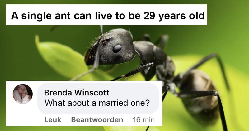 22 comments die best goed gelukt zijn