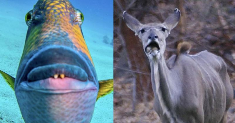 De 15 minst fotogenieke dieren ter wereld