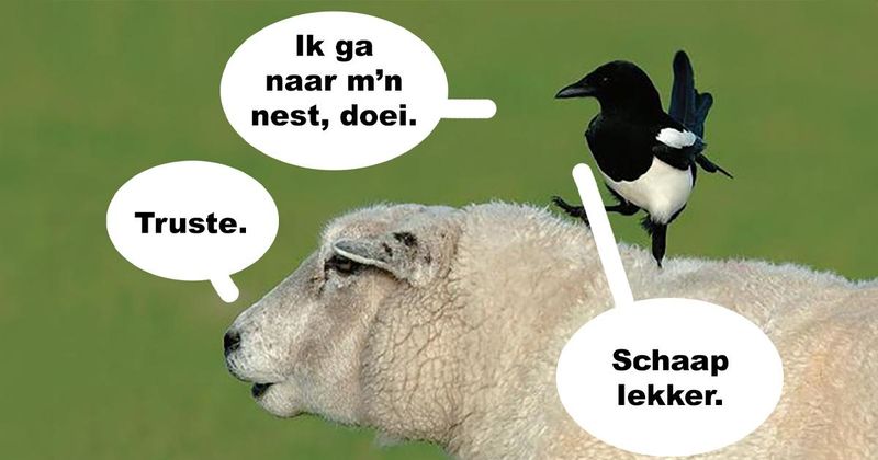 23 vet domme grappen om je dag mee te beginnen