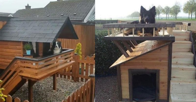 Deze honden hebben het qua woonruimte beter voor elkaar dan veel mensen (20 foto's)