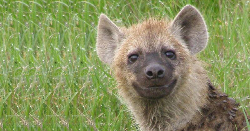 10 dingen waar hyena's een teringhekel aan hebben