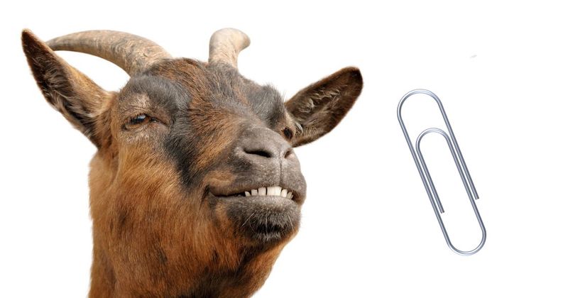 De 7 grootste verschillen tussen een geit en een paperclip