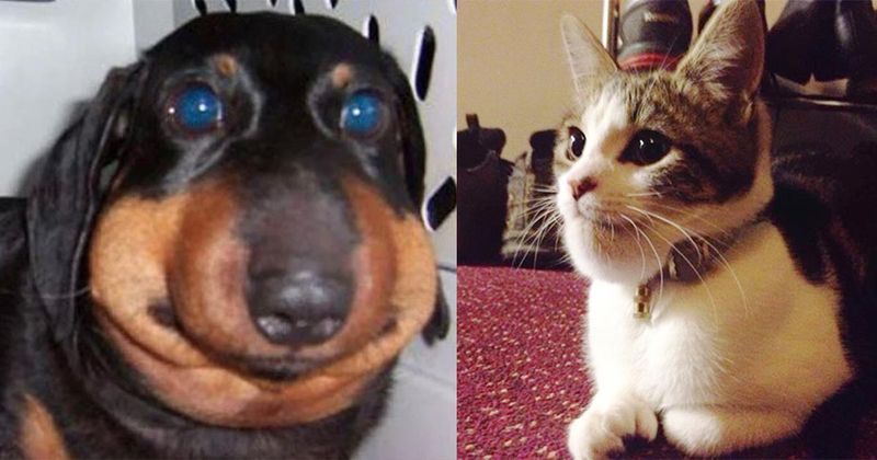 21 honden en katten die door een bij zijn gestoken