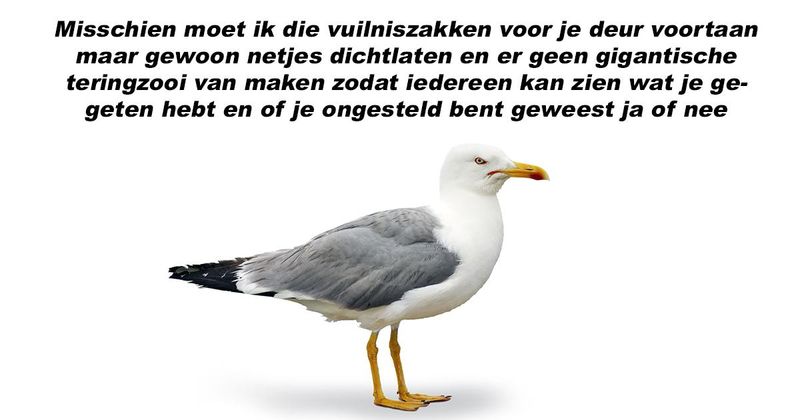 6 dingen die geen enkele meeuw ooit gedacht heeft