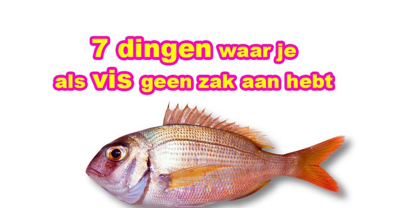 7 dingen waar je als vis geen zak aan hebt