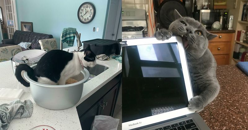31 situaties waar je op voorbereid moet zijn als je ooit van plan bent om een kat te nemen
