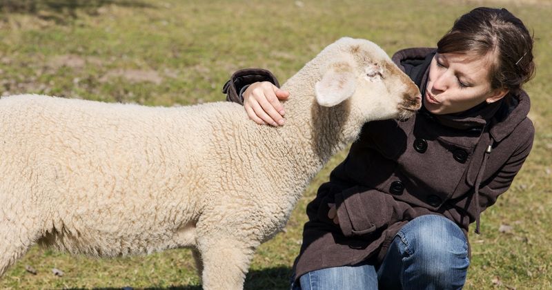 De 5 allerbeste manieren om een schaap te versieren
