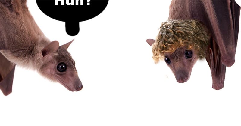 Een bat hair day