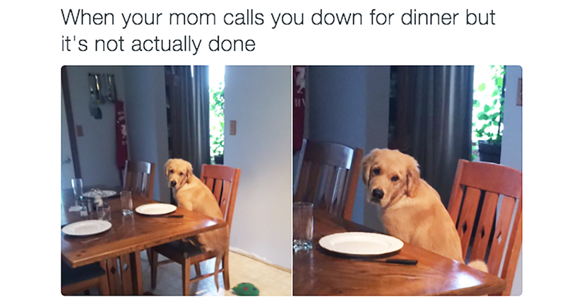 13 vet grappige dieren memes om je weekend mee te beginnen