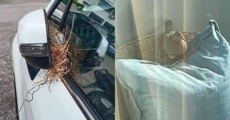 20 vogels die vinden dat je overal maar gewoon een nest moet kunnen bouwen
