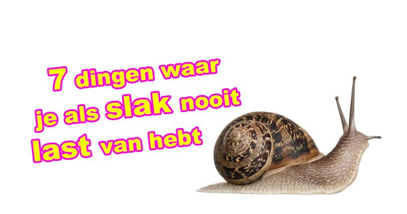 7 dingen waar je als slak nooit last van hebt