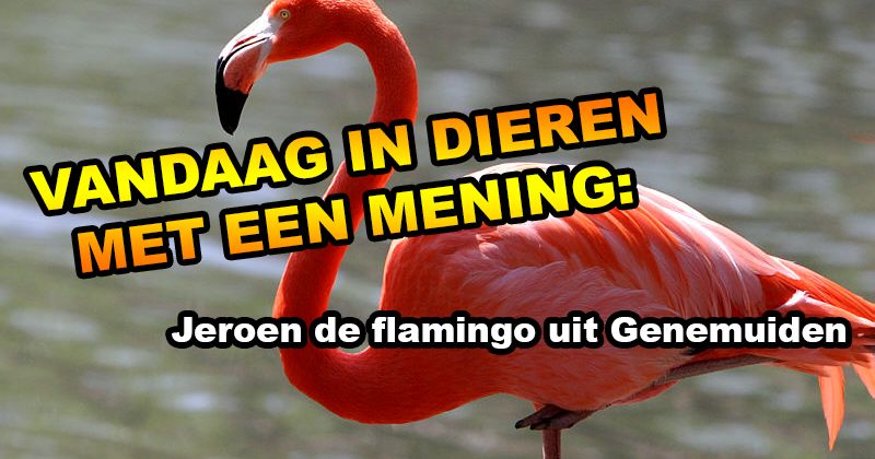 Dieren met een mening