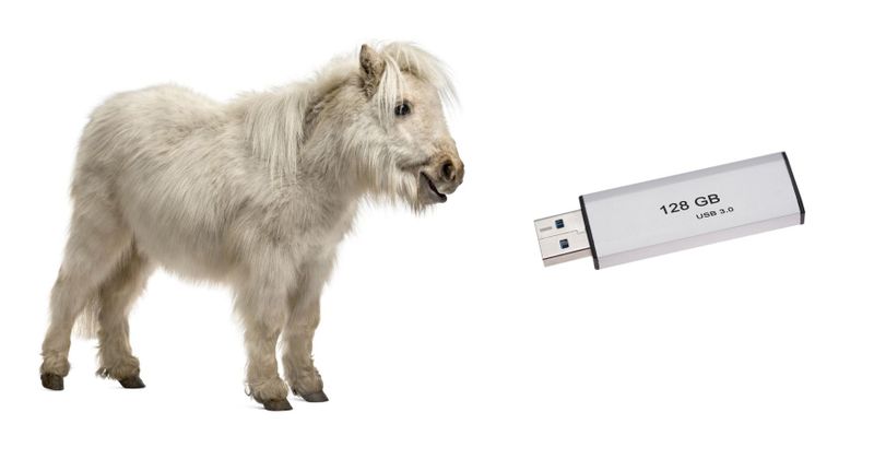 De 7 allergrootste verschillen tussen een shetlandpony en een USB stick