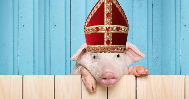 6 dingen die vet kut zouden zijn als Sinterklaas een varken was i.p.v. een mens
