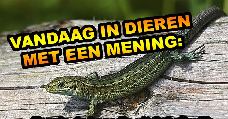 Dieren met een mening