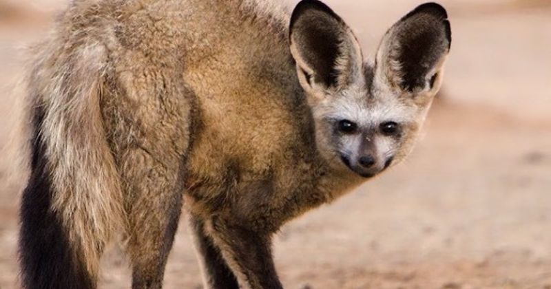 10 dieren met schandalig grote oren